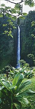 夏威夷,夏威夷大岛,阿卡卡瀑布,茂密,绿色植物,环境