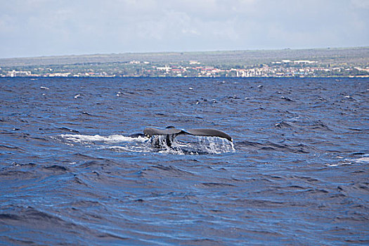 驼背鲸,大翅鲸属,毛伊岛,夏威夷,美国