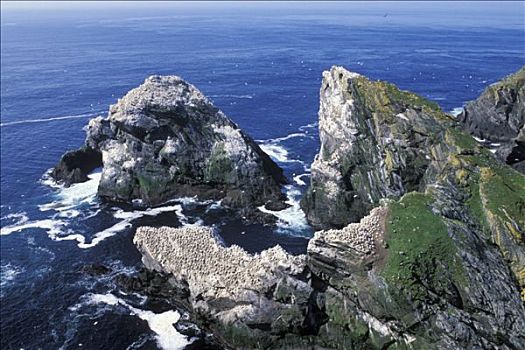 苏格兰,设得兰群岛,岛屿,塘鹅,石头