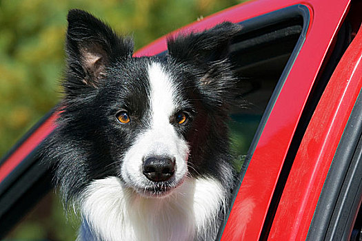 纯种动物,博德牧羊犬,向外看,红色,卡车,窗户