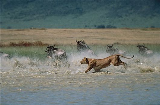 非洲狮,狮子,雌性,追逐,蓝角马,角马,群,河,塞伦盖蒂国家公园,坦桑尼亚