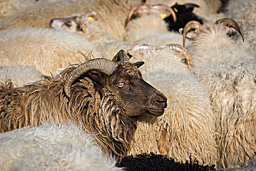 羊群,拥挤,畜栏,绵羊,迁徙,靠近,冰岛,欧洲