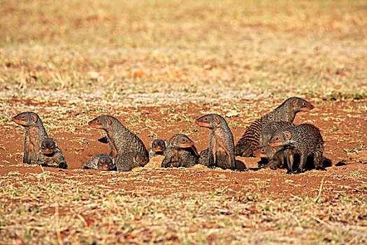 猫鼬,幼仔,窝,克鲁格国家公园,南非,非洲