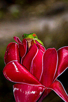 红眼树蛙,哥斯达黎加,中美洲