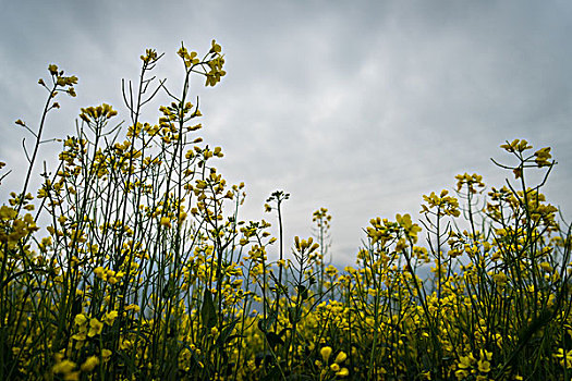 青海门源油菜花