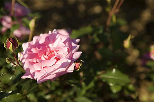 特写,玫瑰,芽