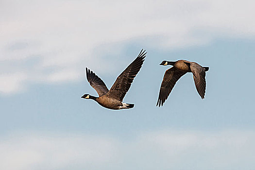 美国,俄勒冈,低湿地,国家野生动植物保护区,鹅,黑雁,飞行