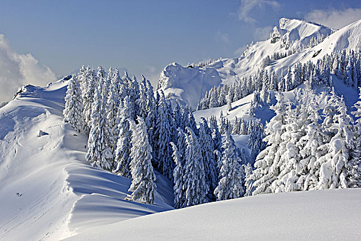 德国,巴伐利亚,上巴伐利亚,山,松树,头部,冬季风景