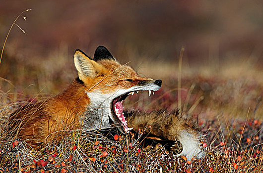 狐狸,哈欠,黎明,德纳里峰国家公园,阿拉斯加,美国