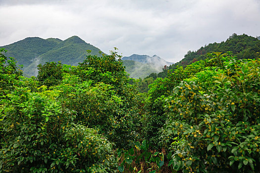 海曙,龙观,桂花,桂花树,李岙村,山村,山谷,天空