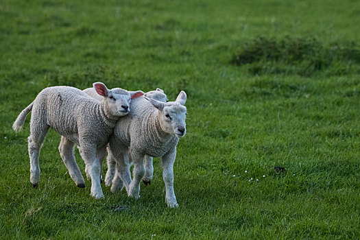 德国绵羊群小羊羔
