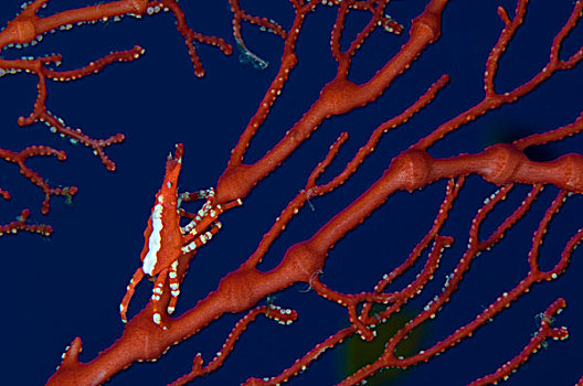 鲜明,红色,螃蟹,珊瑚,巴布亚新几内亚