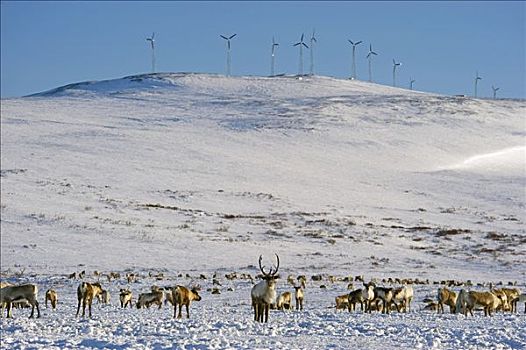 牧群,驯鹿,浏览,仰视,旗帜,风,风电场,户外,西部,阿拉斯加