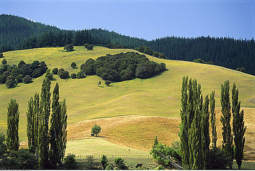 乡村,南岛,新西兰