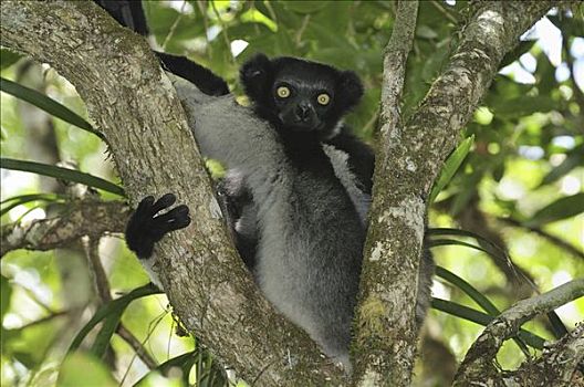 坐,树上,安达斯巴曼塔迪亚国家公园,马达加斯加