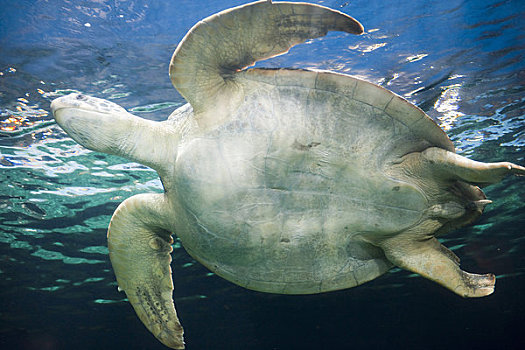 海龟,温哥华水族馆,温哥华,不列颠哥伦比亚省,加拿大