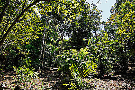 危地马拉,蒂卡尔国家公园,雨林,棕榈树