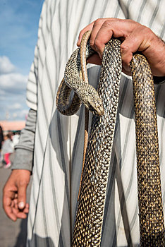 耍蛇,蛇,拿着,市场,马拉喀什,摩洛哥,非洲