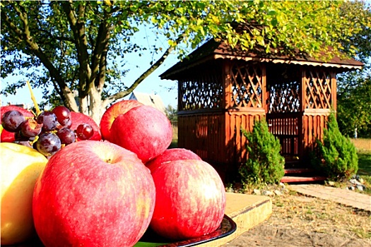 红苹果,藤架,背景