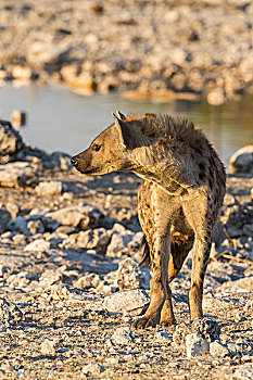 斑鬣狗,笑,鬣狗,埃托沙国家公园,纳米比亚,非洲