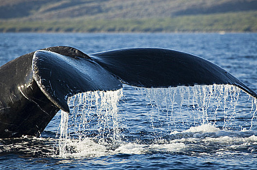 夏威夷,毛伊岛,驼背鲸,大翅鲸属,鲸鱼,尾部,鲸尾叶突,岸边