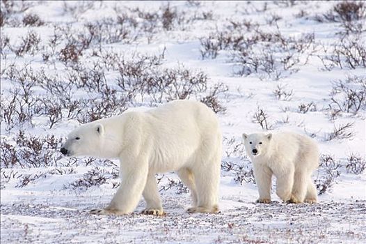 母兽,北极熊,幼兽,丘吉尔市,曼尼托巴,加拿大