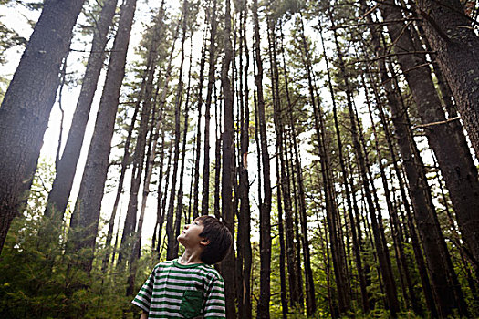 男孩,玩,松树,树林,围绕,高,笔直,树干