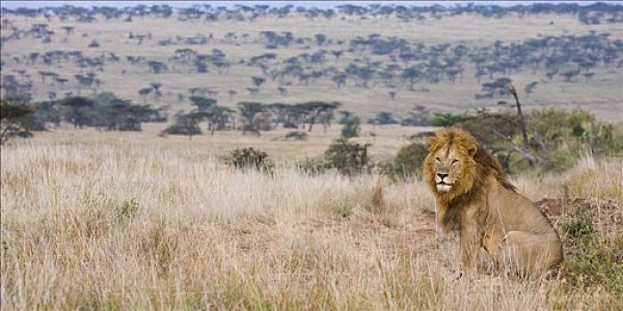 非洲狮,狮子,坐,热带草原,马赛马拉,肯尼亚