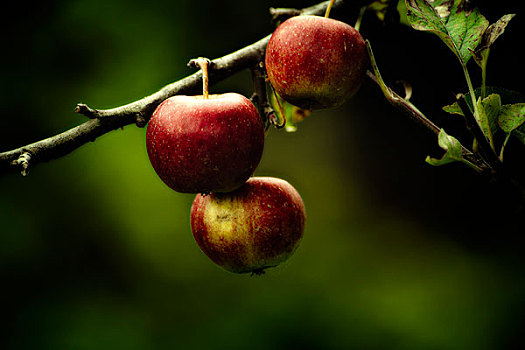红苹果,悬挂,枝条,静物