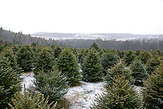 圣诞树园,佛蒙特州