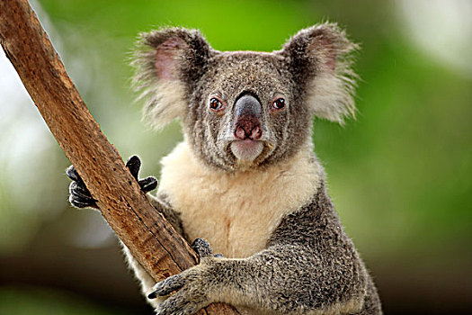 树袋熊,成年,头像,澳大利亚