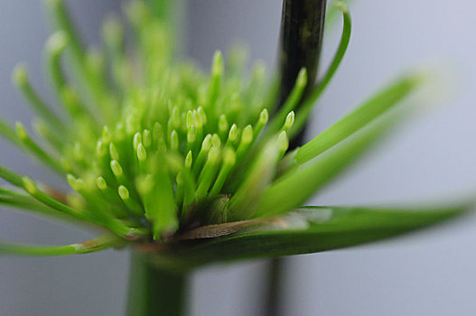 特写翠绿的多年生草本植物木贼