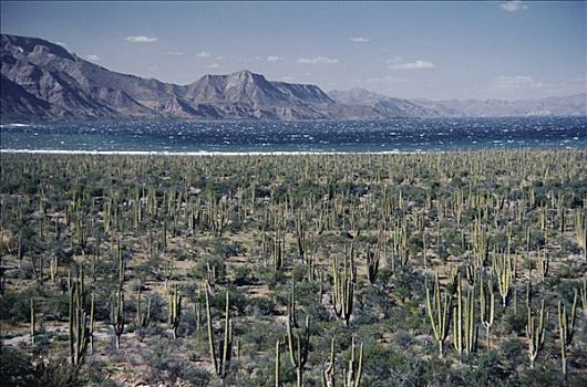 沙漠植被,仙人掌,武伦柱,北下加利福尼亚州,墨西哥