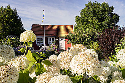 盛开,八仙花属,正面,特色,瑞典,房子,南方