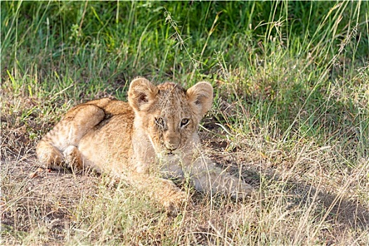 幼狮,肯尼亚