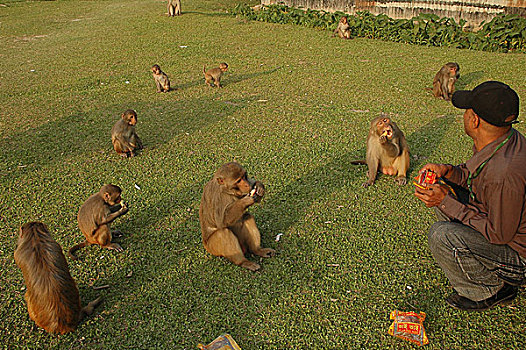 一个,男人,猴子,动物,风景,城镇,孟加拉,二月,2008年