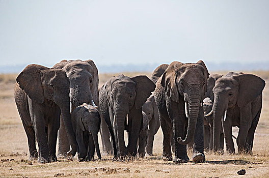 非洲大象094