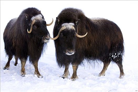 两个,成年,麝牛,站立,并排,雪中,阿拉斯加野生动物保护中心,阿拉斯加,冬天,俘获