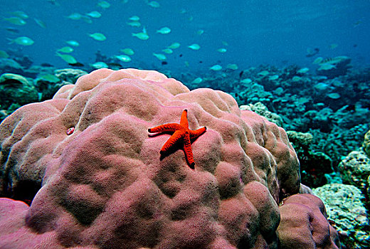 星,孔隙,珊瑚,印度洋,马尔代夫