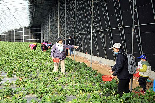 山东省日照市,春光明媚草莓红,休闲采摘好时节