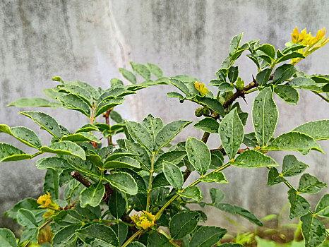 花椒,花椒树