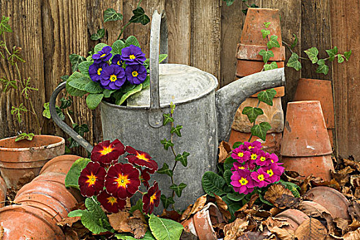 花园,樱草花,花,浇水,罐,赤陶,叶子,角,英格兰,欧洲