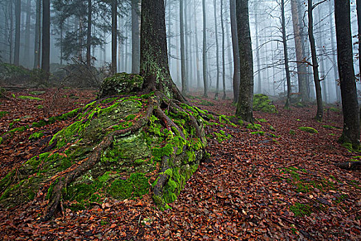 苔藓,云杉,巴伐利亚森林国家公园,巴伐利亚,德国,欧洲