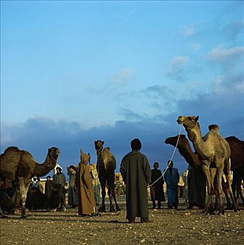 骆驼,市场,摩洛哥
