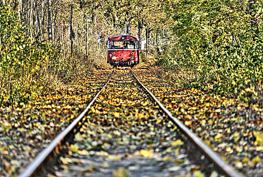 铁路,行列,大客车,远景,轨道,秋叶,树,勃兰登堡,德国
