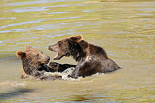 两个,幼兽,棕熊,熊,水中,国家公园,巴伐利亚森林,德国