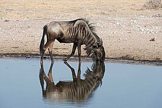 蓝角马,角马,喝,水坑,卡拉哈里沙漠,博茨瓦纳,非洲