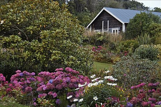 房子,花园,斯图尔特岛,新西兰