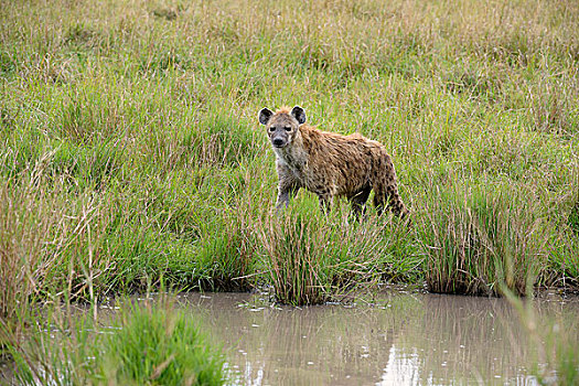 斑鬣狗,笑,鬣狗,水坑,马赛马拉国家保护区,肯尼亚,非洲