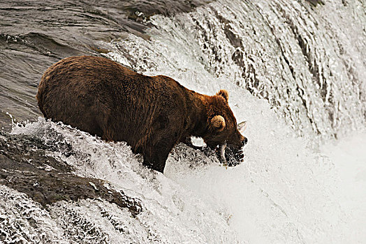 棕熊,站立,顶端,瀑布,拿着,清新,抓住,三文鱼,嘴,溪流,阿拉斯加,美国